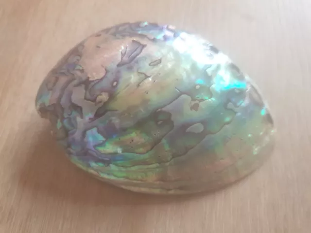 Natural abalone seashell - iridescent shell for display