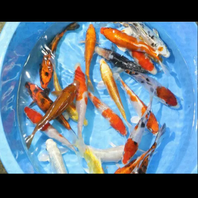 Koi Carp Mixed variety BUY 5 get 1 FREE healthy cold water pond fish