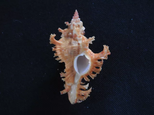 Sea shell Chicoreus banksii crocatus 56.6mm ID#5941
