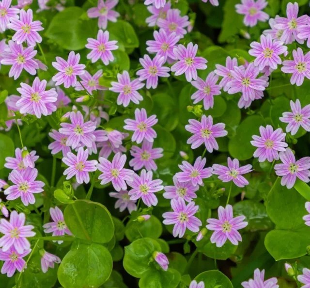 Claytonia Sibirica -Montia-20 Seeds/HP