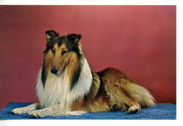 Beautiful Purebred Collie Dog-Vintage Animal Postcard