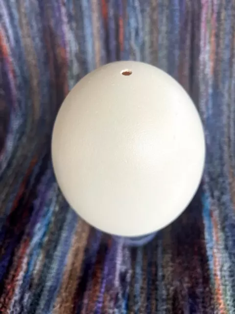 RHEA EGG Blown 14cm superb for craft, ornament, drawing, decorating. Not Ostrich