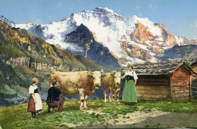 Carte SUISSE La Traite des vaches en alpage de montagne Derrière le Jungfrau