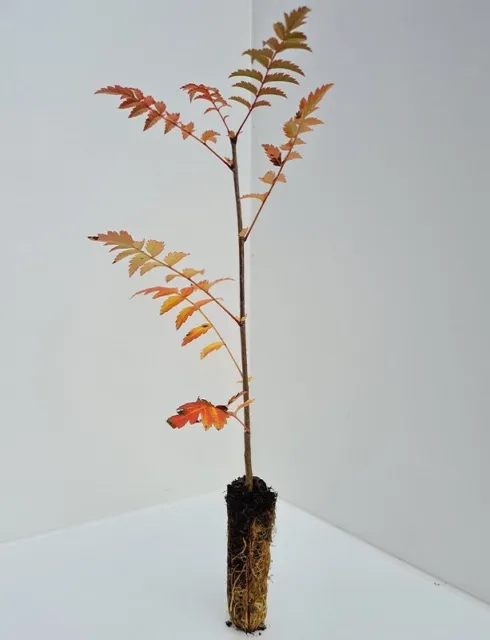 3 Rowan Trees - Sorbus aucuparia - Mountain Ash - 30cm - Cell grown