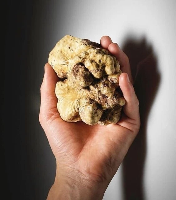 Re Tartufo 50g di Puro Lusso Gastronomico Tartufo Bianco Pregiato Fresco Italia
