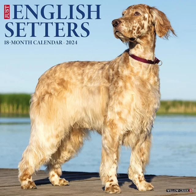 Solo Inglese Setter - 2024 Calendario da Parete - Nuovo - 33432