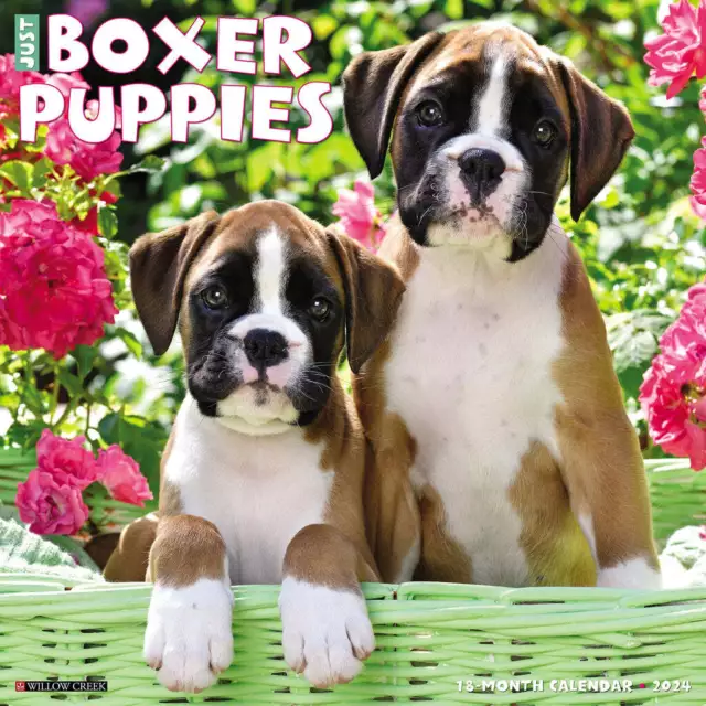 Solo Boxer Cuccioli - 2024 Calendario da Parete - Nuovo - 32633