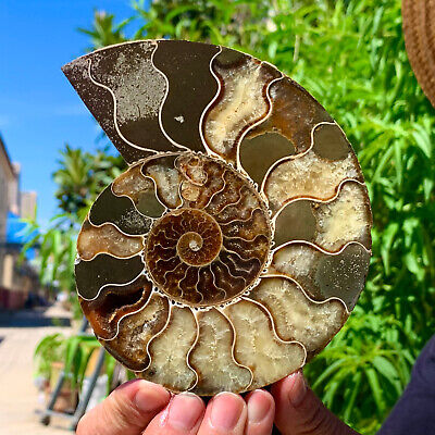 409G  Rare! Natural Tentacle Ammonite FossilSpecimen Shell Healing Madagascar