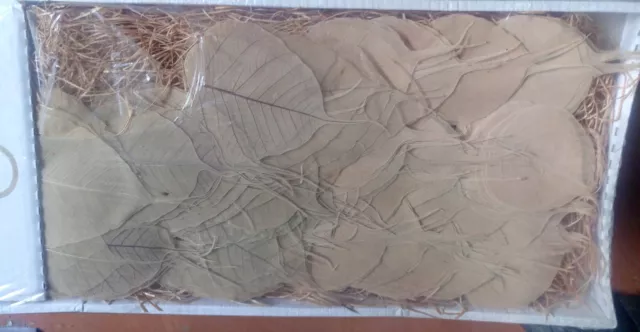 bastelmaterial floristik , durchsichtige skelettierte  blätter im karton,  neu