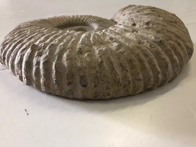 Fossil Ammonite sp. Ha Ha Fossil formation, Huge 11 Kg, Morocco 3