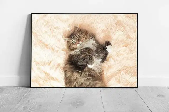 Fluffy Siberian Cat Lovingly Lying On Back Relaxing On A Plush Bed Cute Pet