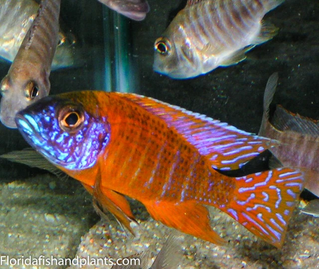 German Red Peacock, Aulonocara sp. german red African Cichlid, Guaranteed