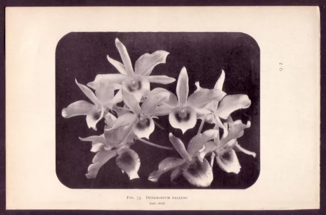 Antique Dendrobium Pallens Orchid Flower Botanical Art Photo Print