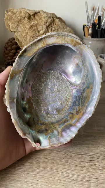 Natural pink abalone seashell - iridescent shell for display