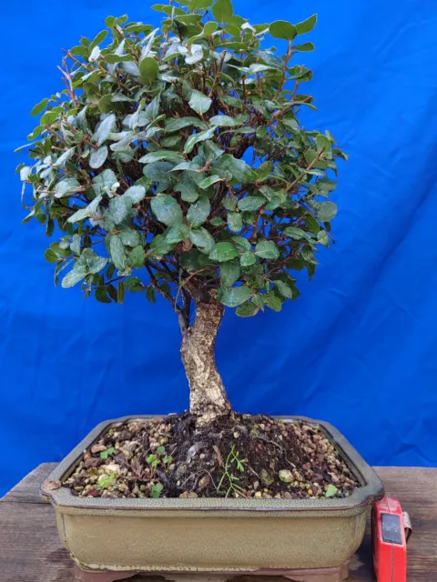 Bonsai Chêne à Partir De Liège H 50cm Visite Le Magasin