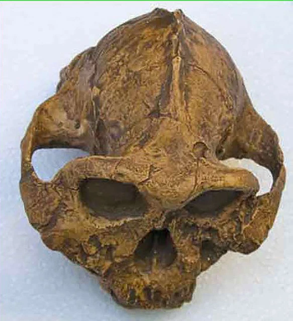 MOULAGE FOSSILE CRANE Paranthropus boisei KNM-ER 406 australopithecus ...