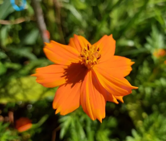 200 Cosmos sulphureus Orange seeds graines semillas tohumlar насіння semințe