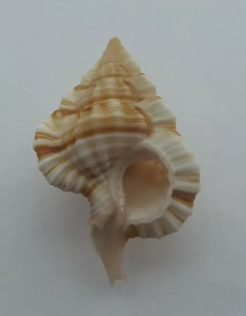 Seashell Triton snails Gyrineum longicaudatum