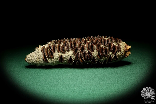 Banksia littoralis Australia plantas de árbol de plata recientes frutos secos especie
