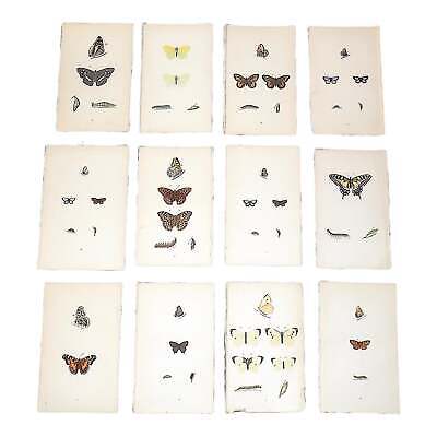 Authentic Antique 19th Century Lithographs-Butterflies- Set of 12