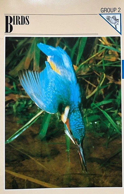 WILDLIFE-FACT-FILE-BIRDS-WILD ANIMALS-SCHOOL-COLLECTORS-NATURE-FROM 1 ...