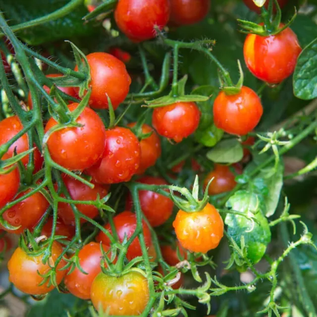 20 Samen Tomate Cherry Gartenperle Rot, Solanum Lycopersicum