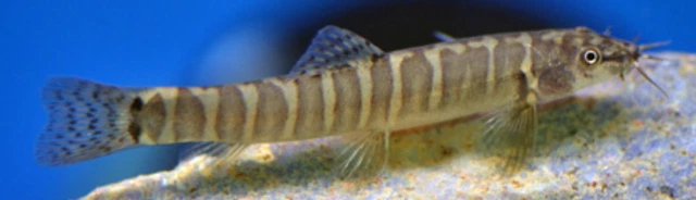 Pack of 3 Live Freshwater Half Banded Loach Tropical Fish Size Small 1-1.5" IN