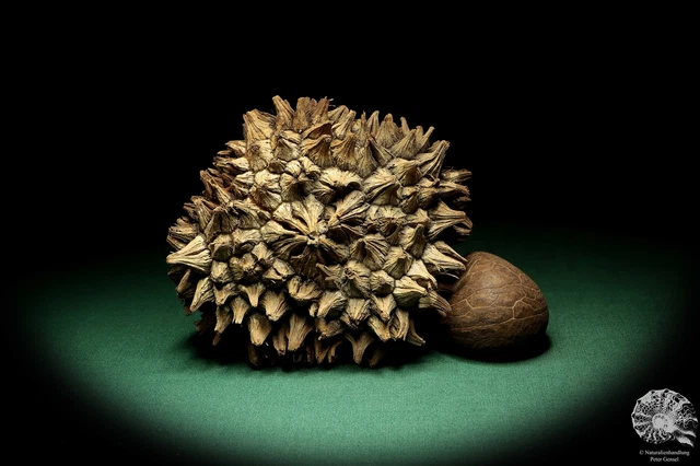 Phytelephas macrocarpa Sudamérica palma reciente frutos secos fruta seca decoración