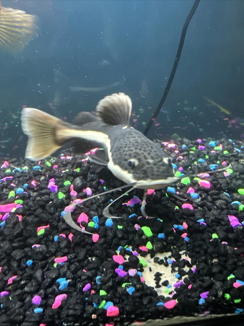2 Live Red Tail Catfish 8-10 Premium Freshwater Tropical Fish High Quality A+++
