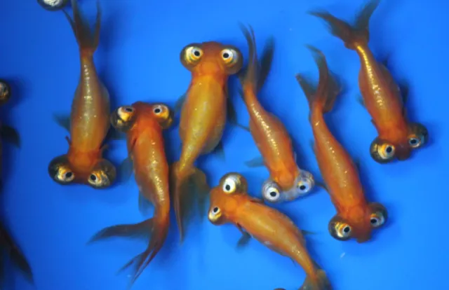 Live Celestial eye Goldfish small for fish tank, koi pond or aquarium