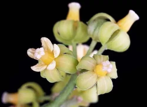 Native hydrangea Abrophyllum ornans australian native rainforest restoration