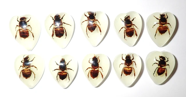 Insect Cabochon Honey Bee Specimen Heart Shape 17x21 mm Glow 10 pieces Lot