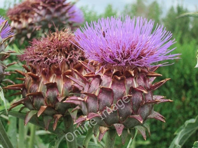 Photo 6x4 Cardoon at Yalding organic gardens Congelow Artichoke thistle h c2011