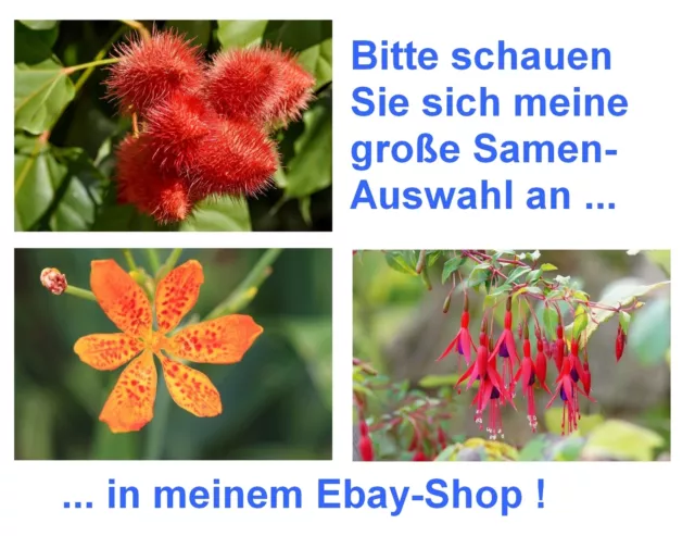 SAMEN jetzt noch sparen beim Samenkauf: Leopardenblume, Annatto  Fuchsie - Super