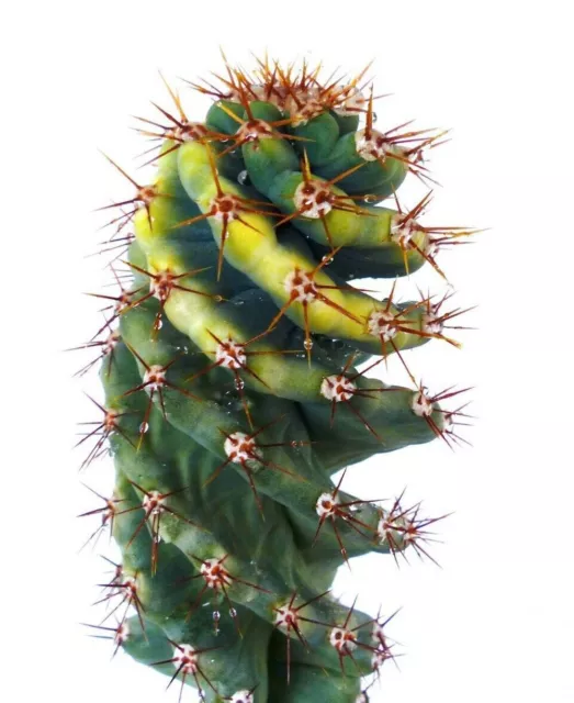 Cereus peruvianus SPIRALIS variegated SEEDS -  -