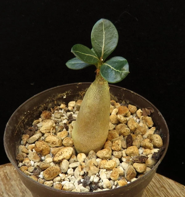1.ユーフォルビア ガトベルゲンシス 22 Euphorbia gatbergensis / ユーフォルビア ガトベルゲンシス