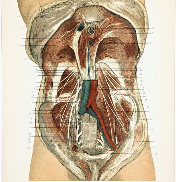 RARE 1892 Abdominal Region  Anatomical Lithograph Dr. George McClellan Muscles
