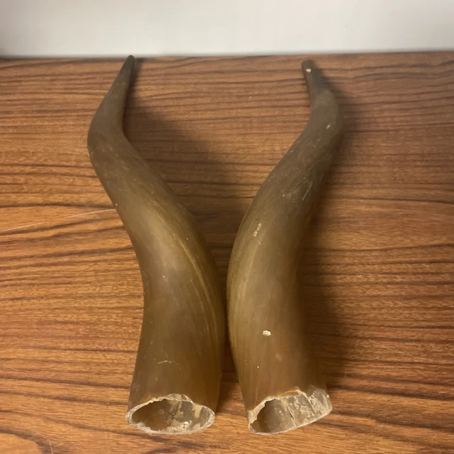 VINTAGE PROP STEER Cattle Bull Cow Long Horn Taxidermy Pair Medieval