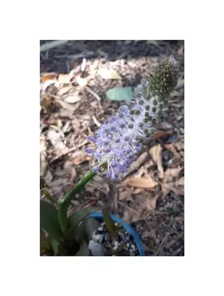 10x Scilla latifolia Riesen Blaustern Garten Pflanzen - Samen ID949