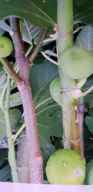 Feigenbaum Stecklinge 10 Stück