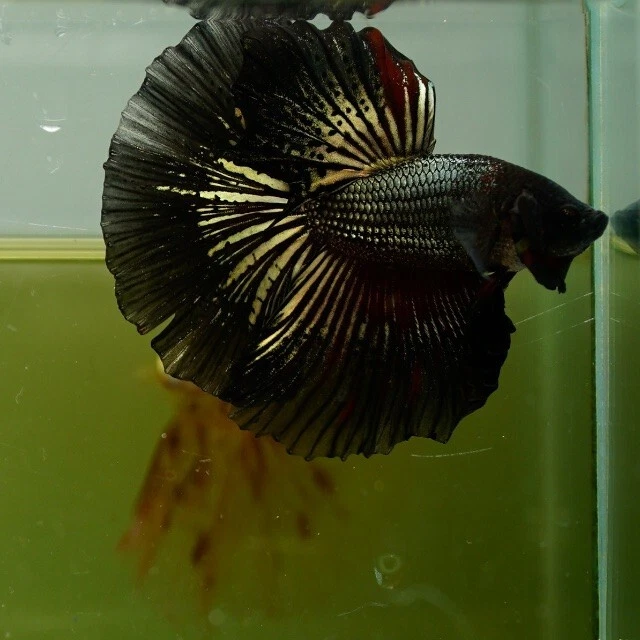 Live Betta Fish Black Copper Butterfly HM Premium Grade Thailand