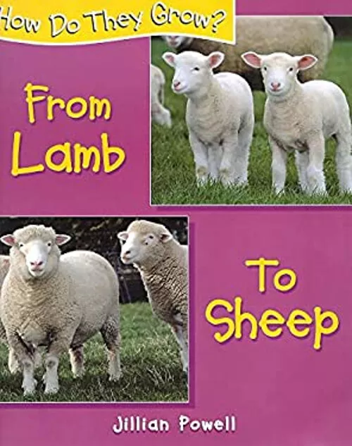 From Lamb to Sheep Paperback Jillian Powell