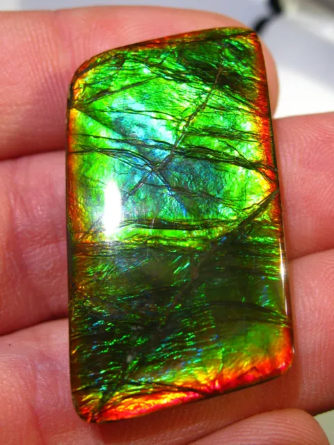 GEM Ammolite Ammolith Farben wie Opal Super Brillants RARR  Cabochon