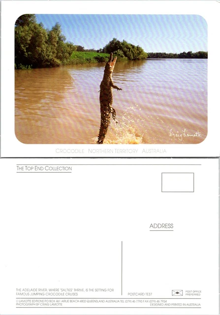 Australia Northern Territory Jumping Crocodiles Adelaide River Vintage Postcard