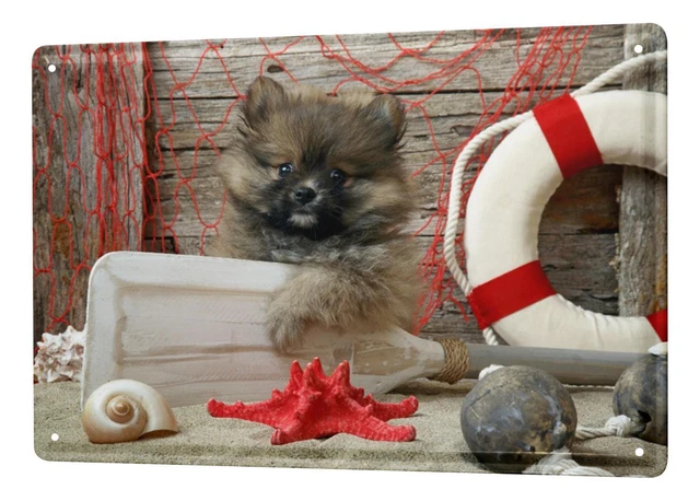 Cani Da Guardia Di Bestiame Che Lavorano Non Disturbare - Foto 11