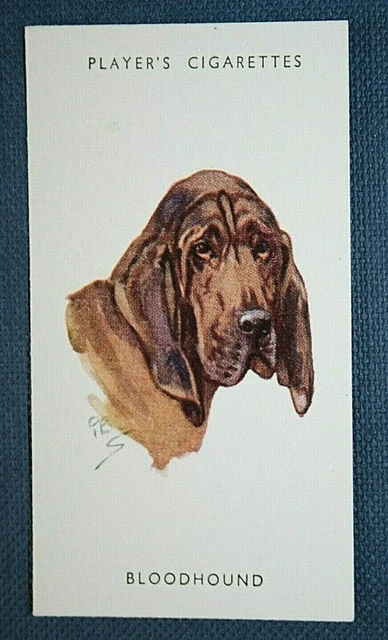 BLOODHOUND   Vintage Portrait Card  VC25
