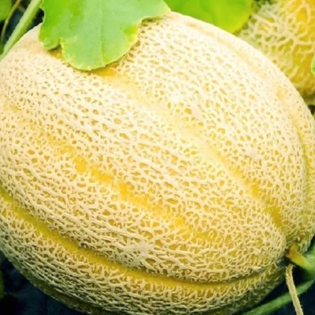 Hales Best Jumbo Cantaloupe Seeds | NON-GMO | Heirloom | Fresh Garden Seeds