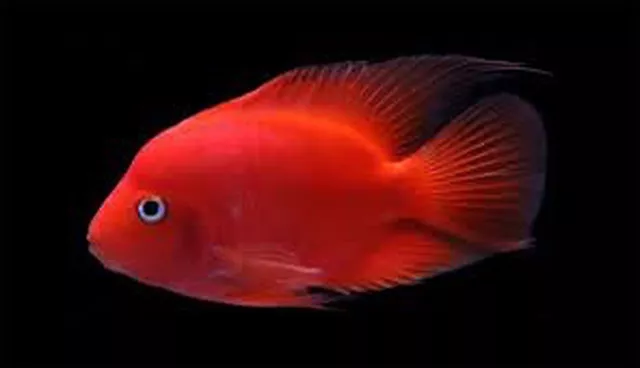 1 Live Purple King Kong Blood Parrot Cichlid High Quality Tropical Fish- GRADE A