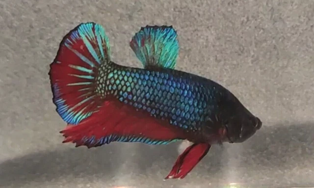 Multicolor Male HMPK Betta, Marble Gene, Homebred, Quality Fish, Black/Blues/Red