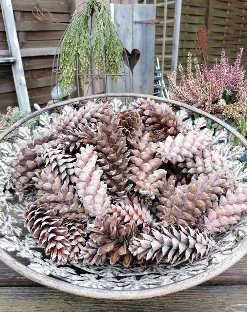 50 große Seidenkiefernzapfen Zapfen Natur Floristik Basteln Deko Garten Kieferz.
